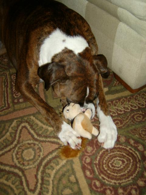 Kirabug napping with a Hide-A-Squirrel
