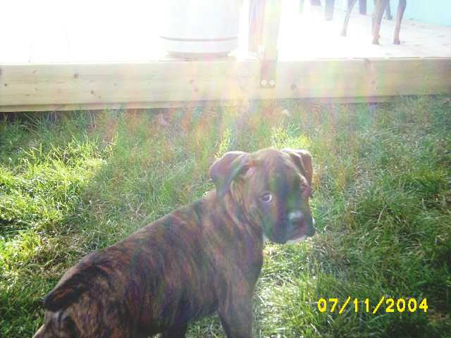 Kirra checking out the yard