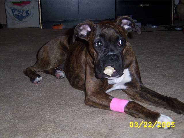 Kirra following her spay