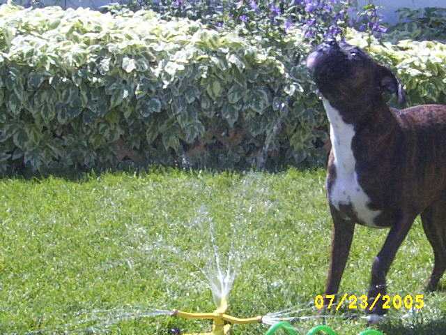 Kirra-sprinkler