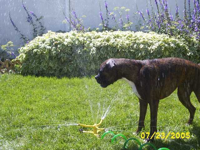 Kirra-sprinkler2
