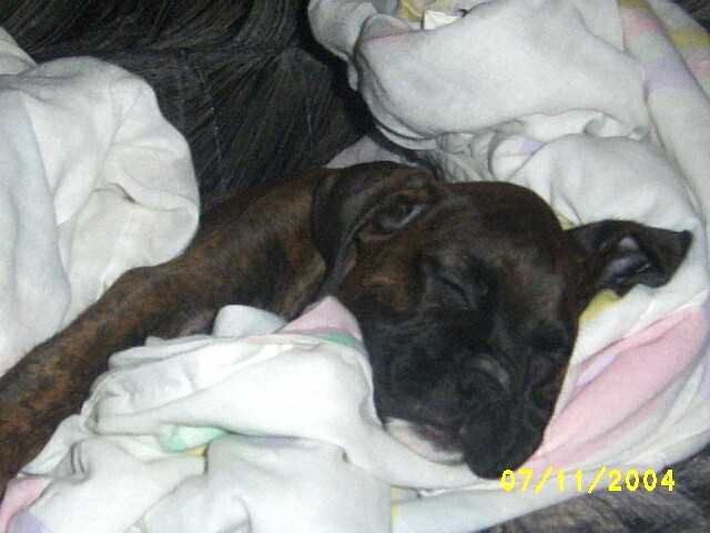 Kirra's First Night Home