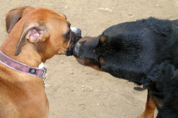Kisses at the dog park