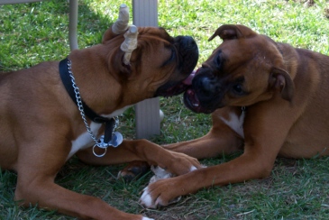 Kisses