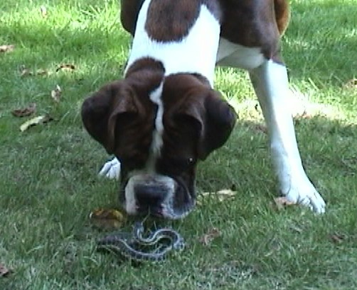 kissing snake
