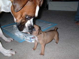Kissy Poo Back