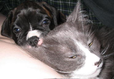Kit and Flicker (cat)