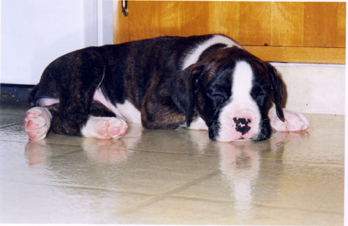 kitchen_snoozes