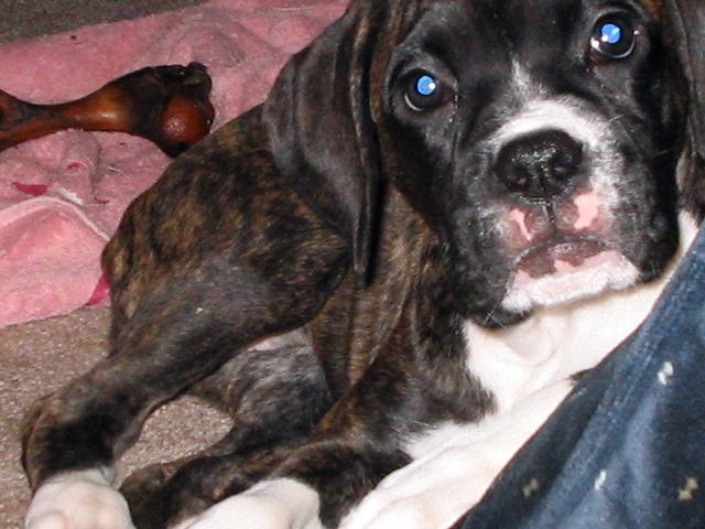 KitKat10_weeks