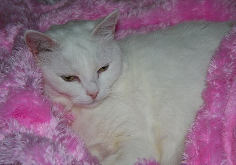 Kitski on Lucy's new blanket