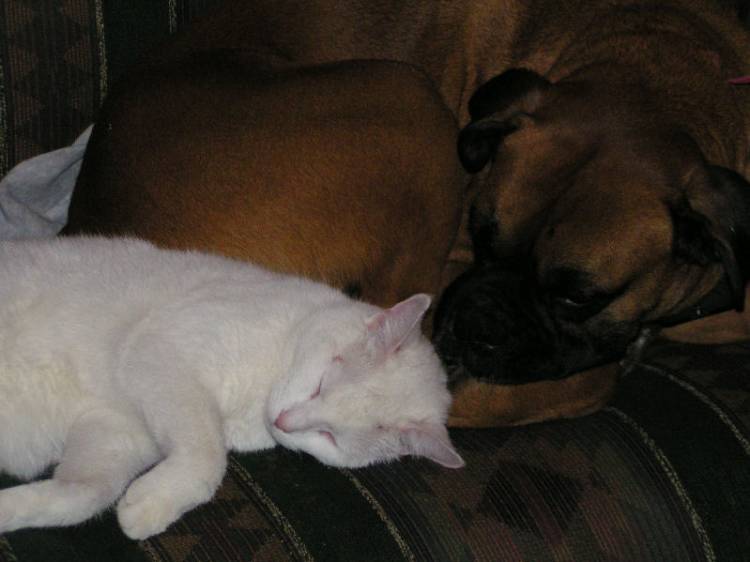 Kitten_and_Darien