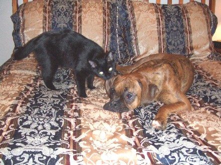 Kitty Biting!