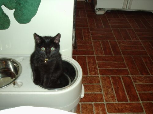 Kitty, It's whats for dinner