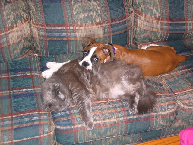 Kitty Pillow