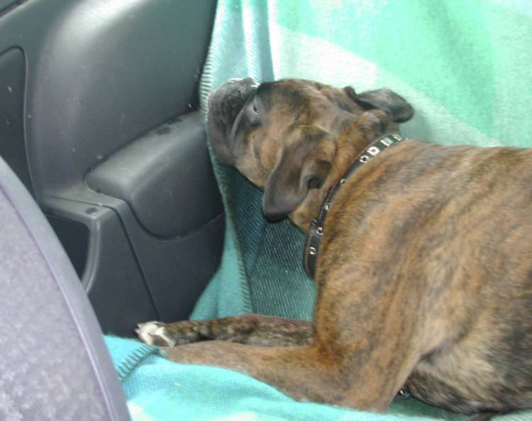 Kizzie in car.