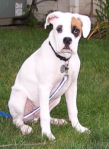 Klyde at Four Months