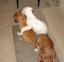 Klyde Hugging His Brother Jake