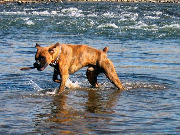 knee deep