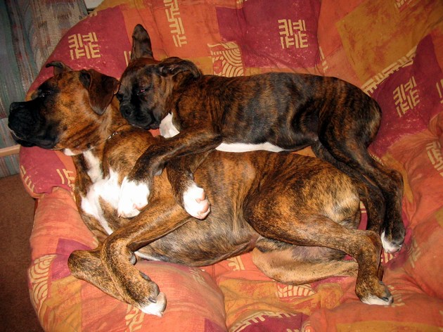 knocked out boxers