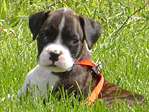 KO at 9 weeks