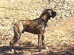Koa