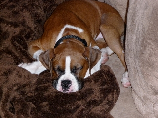 Koa's Jowls