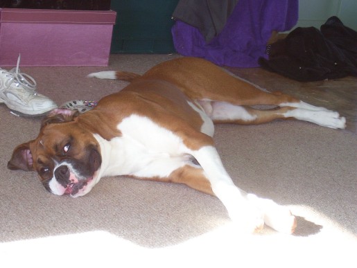 Kobi Pooped