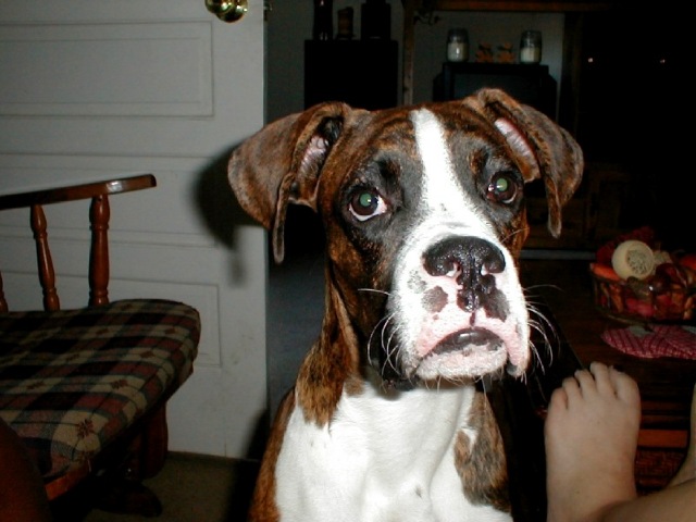 Kobie