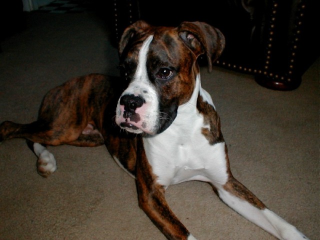 Kobie