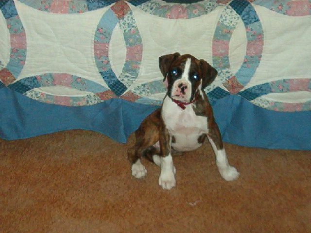 Kobie