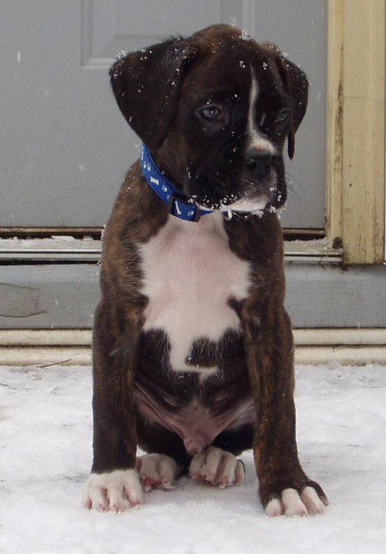 Koda 12/5/08, 8 weeks old