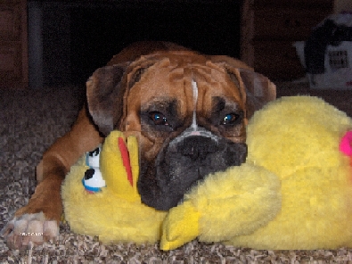 Koda and Big Bird