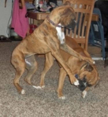 Koda and Brandi
