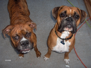 Koda and Brandi