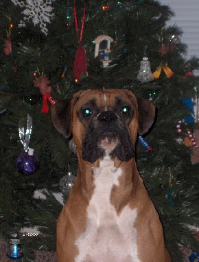 Koda by the tree