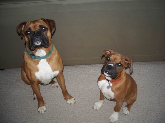 Koda & Deuce