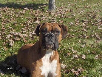 Koda in the leaves