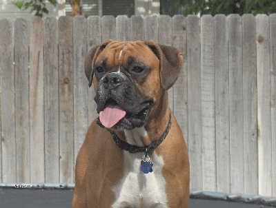 Koda, king of the trampoline