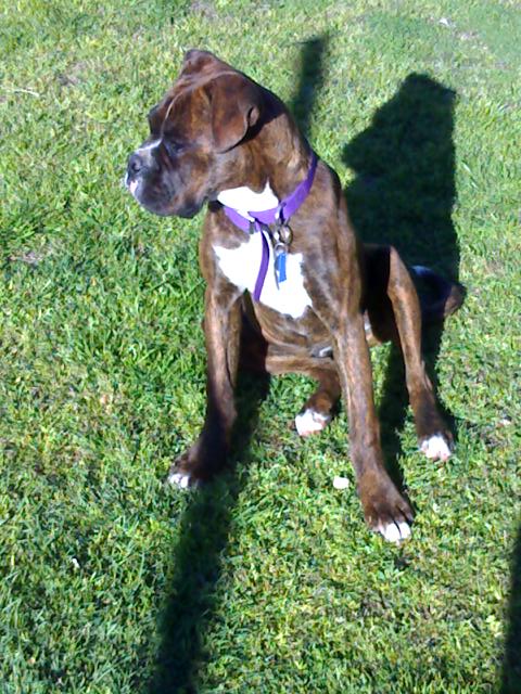 Koda Profile