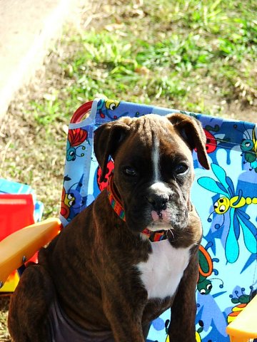 Koda sitting back and relaxing