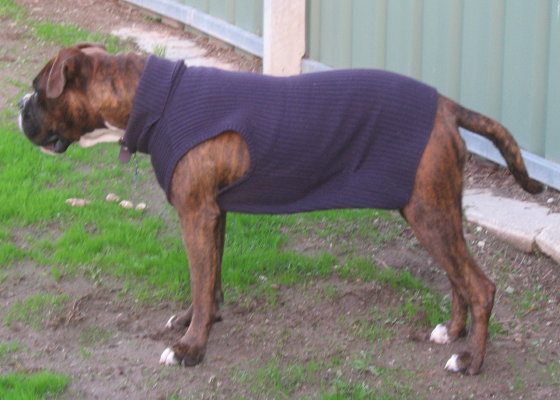 Koda wearing her $1 jumper