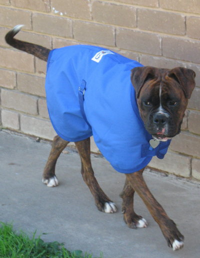 Koda's new coat 2