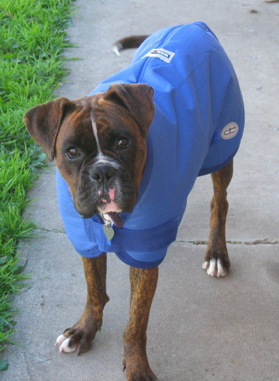 Koda's new coat 3