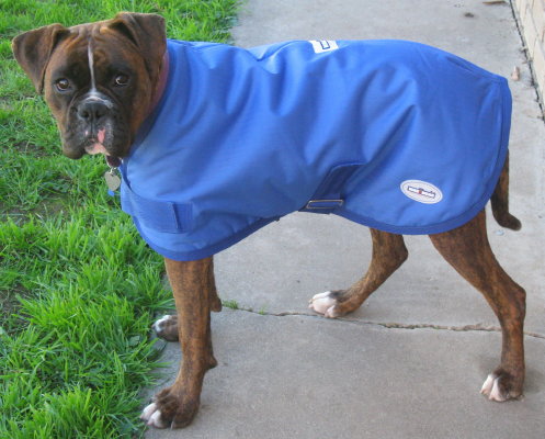 Koda's new coat