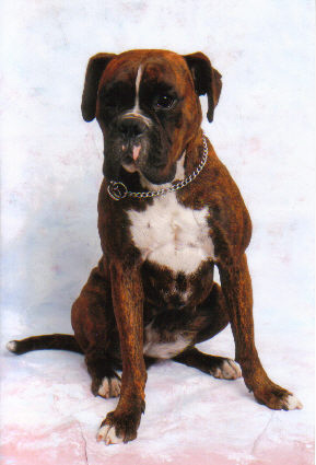 Koda's Portrait