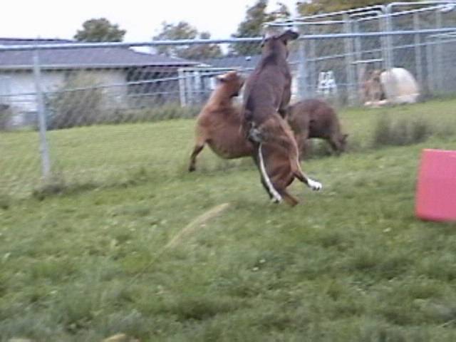 Kodi and Ruby