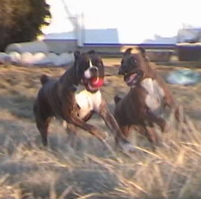 Kodi and Ruby
