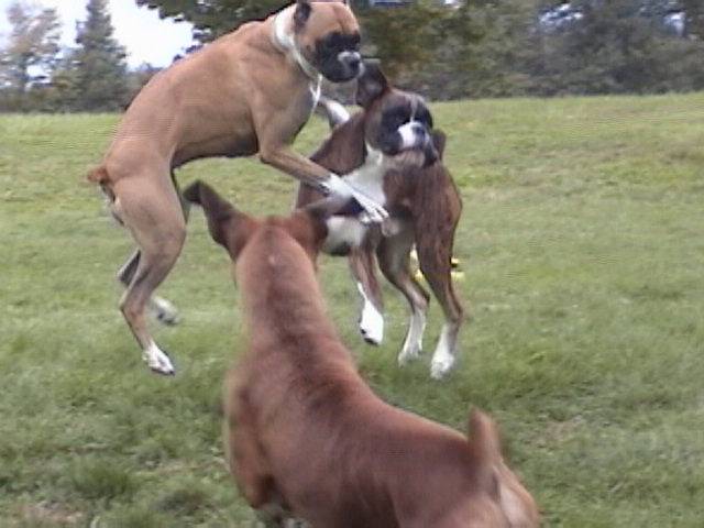 Kodi, Ruby and Sheeba