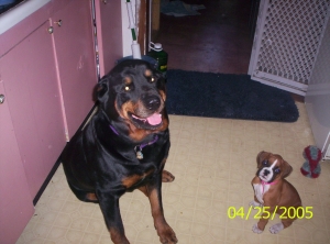 kodiak and ares
