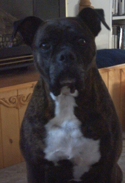 Koko, 6 yrs